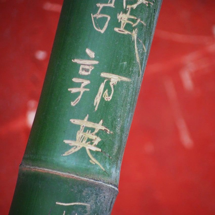 Bambou Chine
