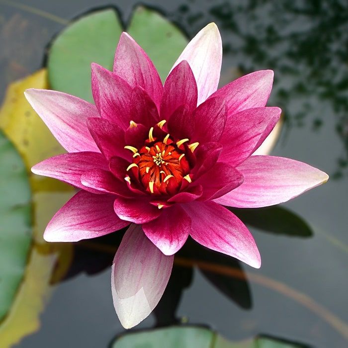 Fleur lotus