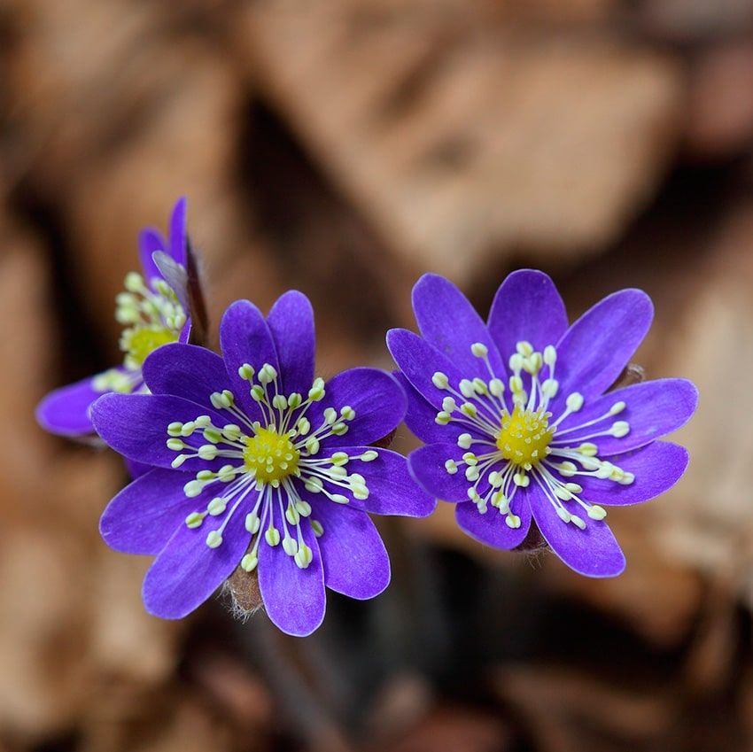 Fleurs violet