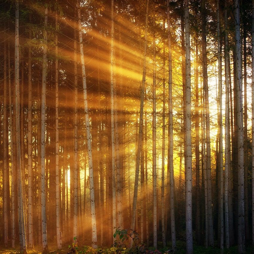 Forêt lumière