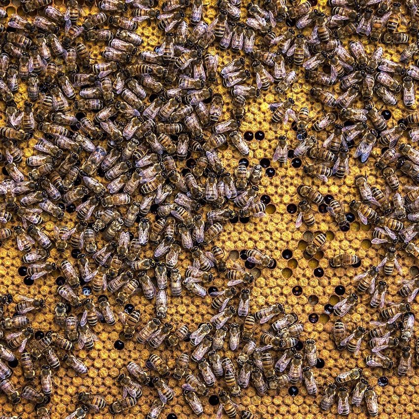 Ruche abeilles