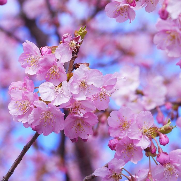 Fleurs cerisier