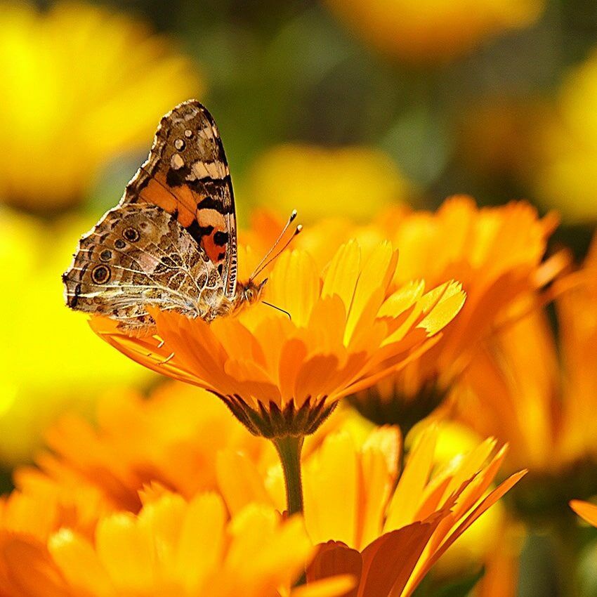 Papillon fleur jaune