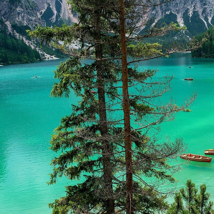Lac turquoise sapins