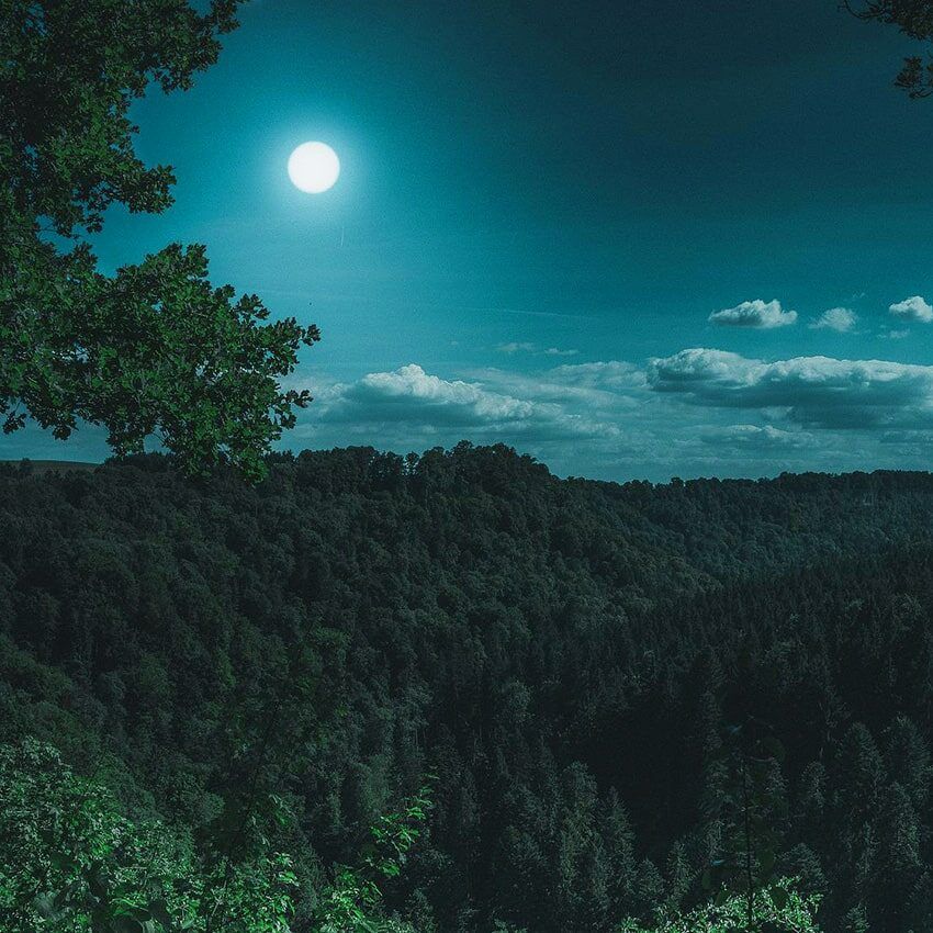 Lune forêt