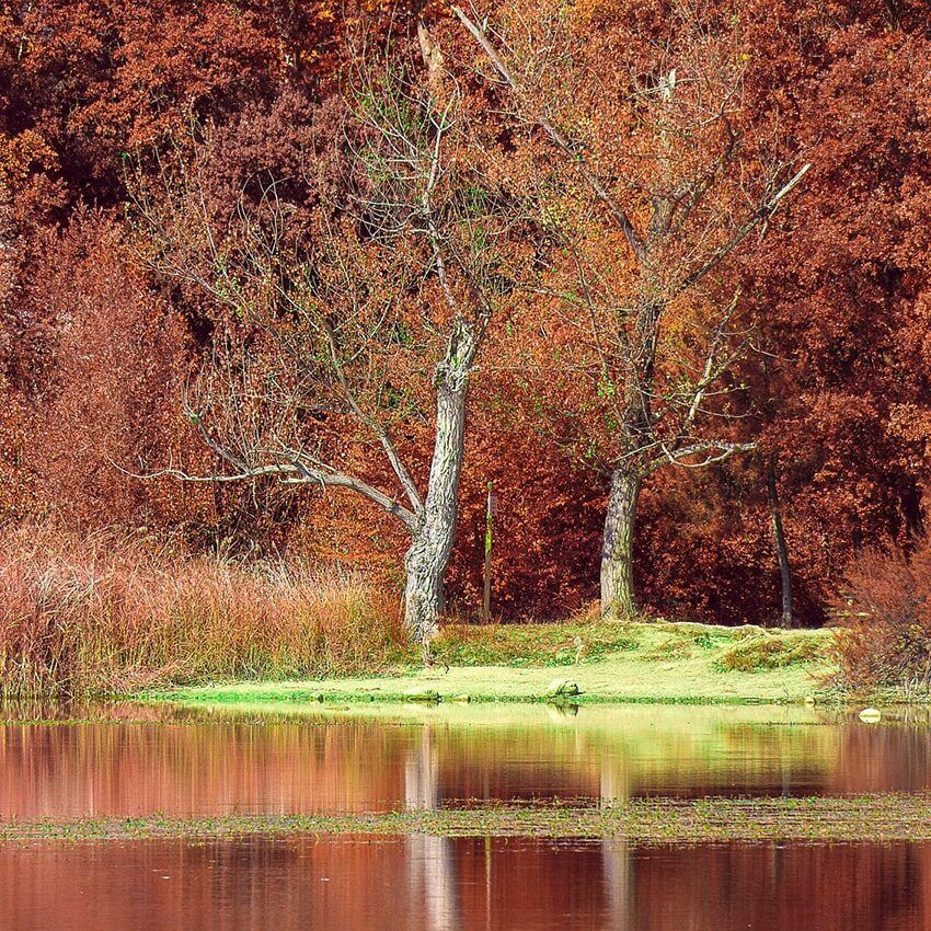 Lac arbres automne