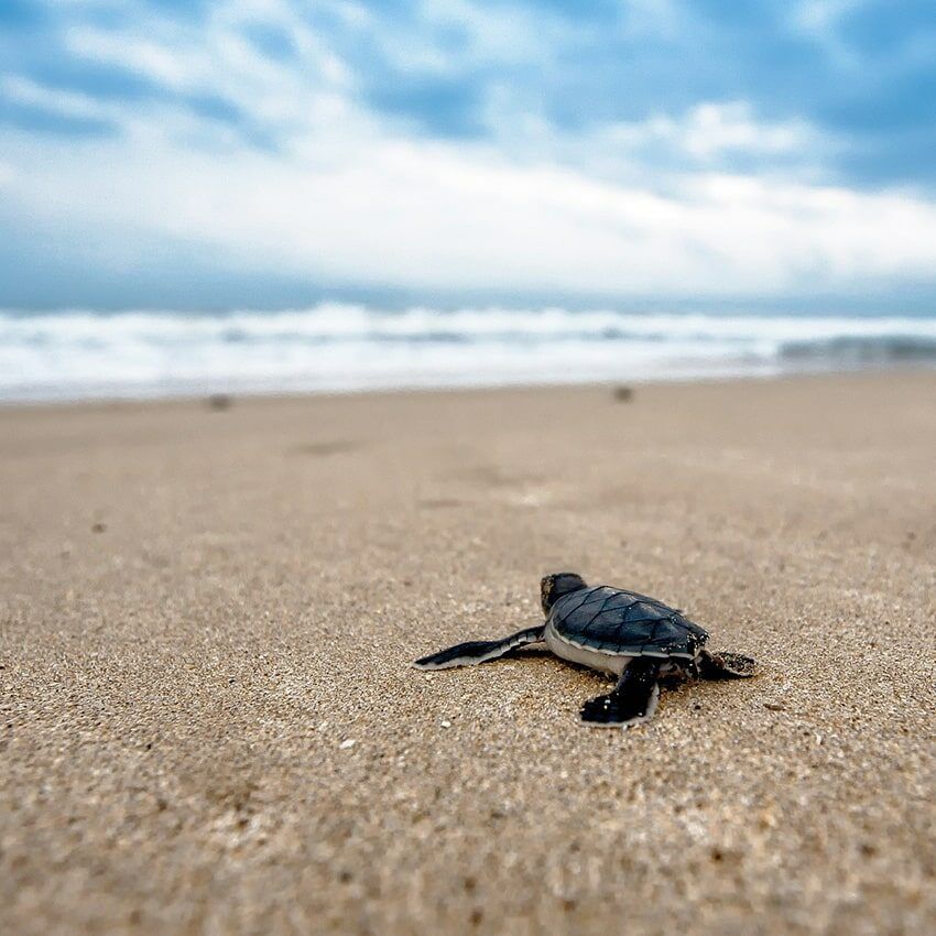 Bébé tortue plage