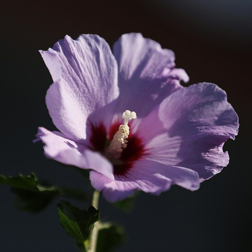 Fleur hibiscus