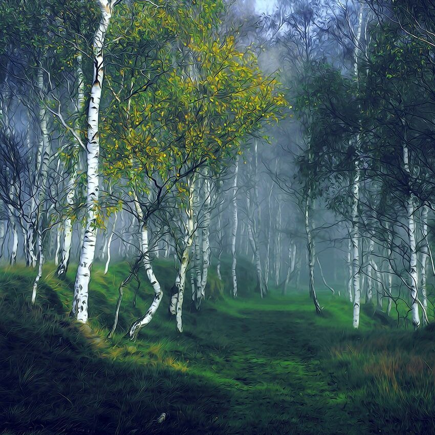 Forêt bouleaux