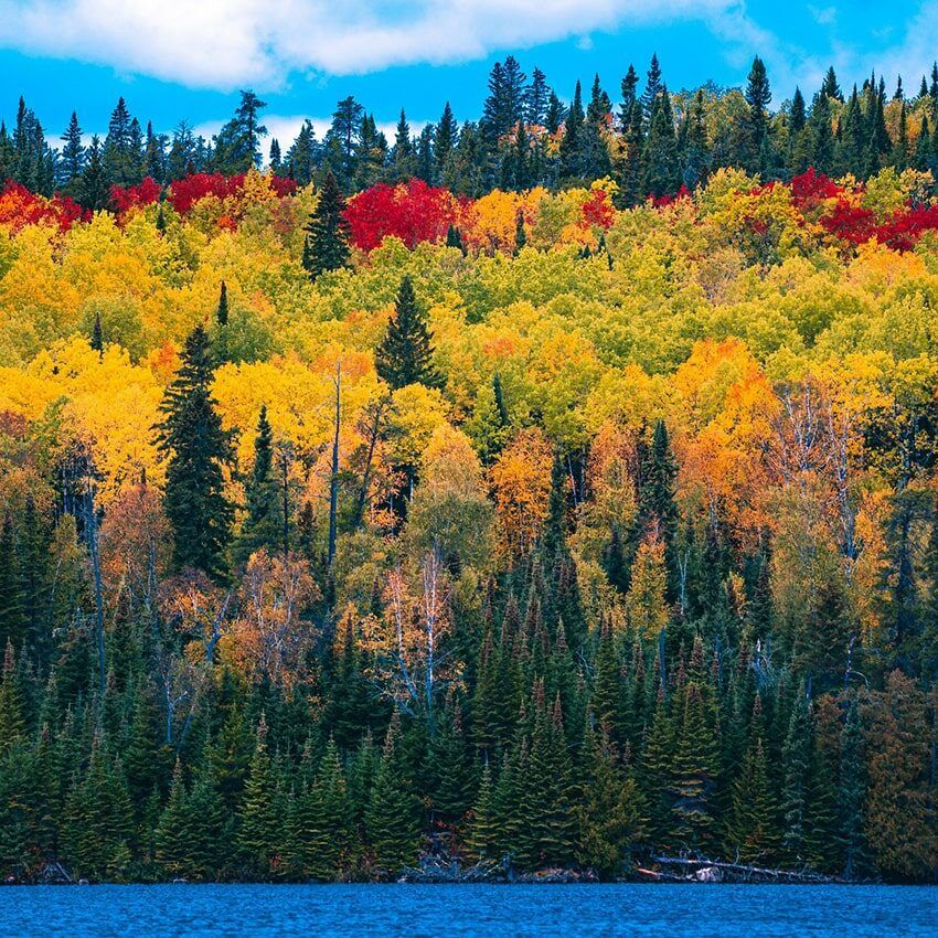 Lac arbres automne