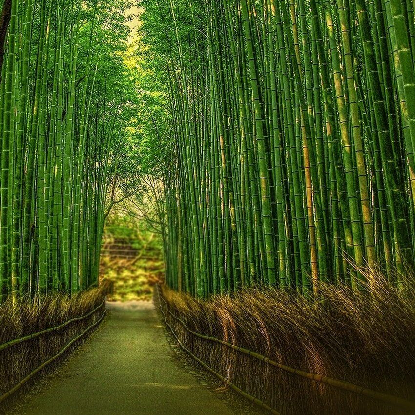 Allée bambous