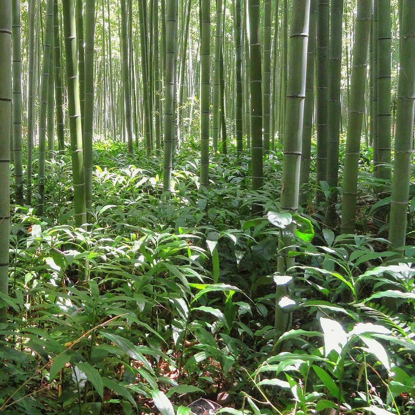 Forêt bambous