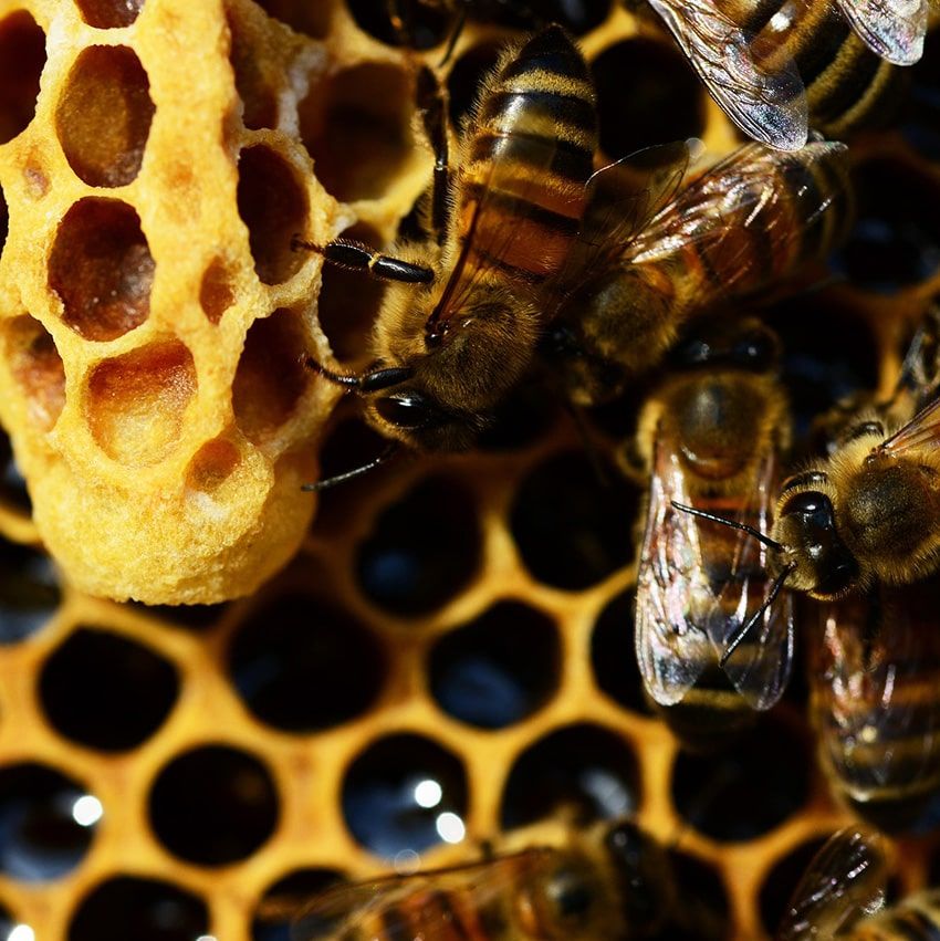 Cire abeilles miel