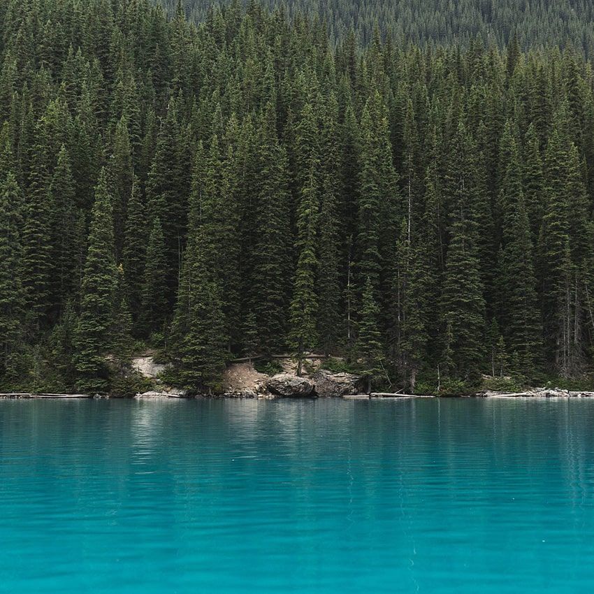 Arbre lac turquoise