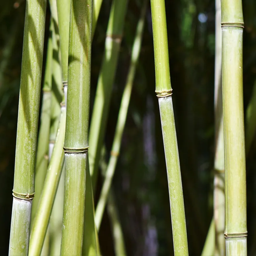 Bambous