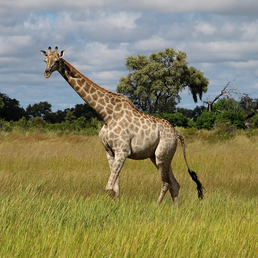 Girafe savane