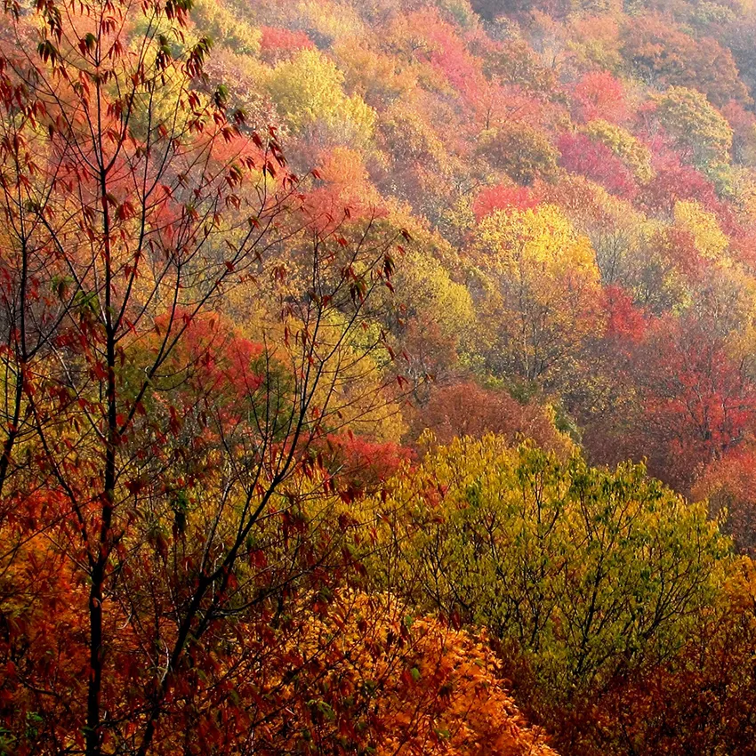Forêts automnes couleurs