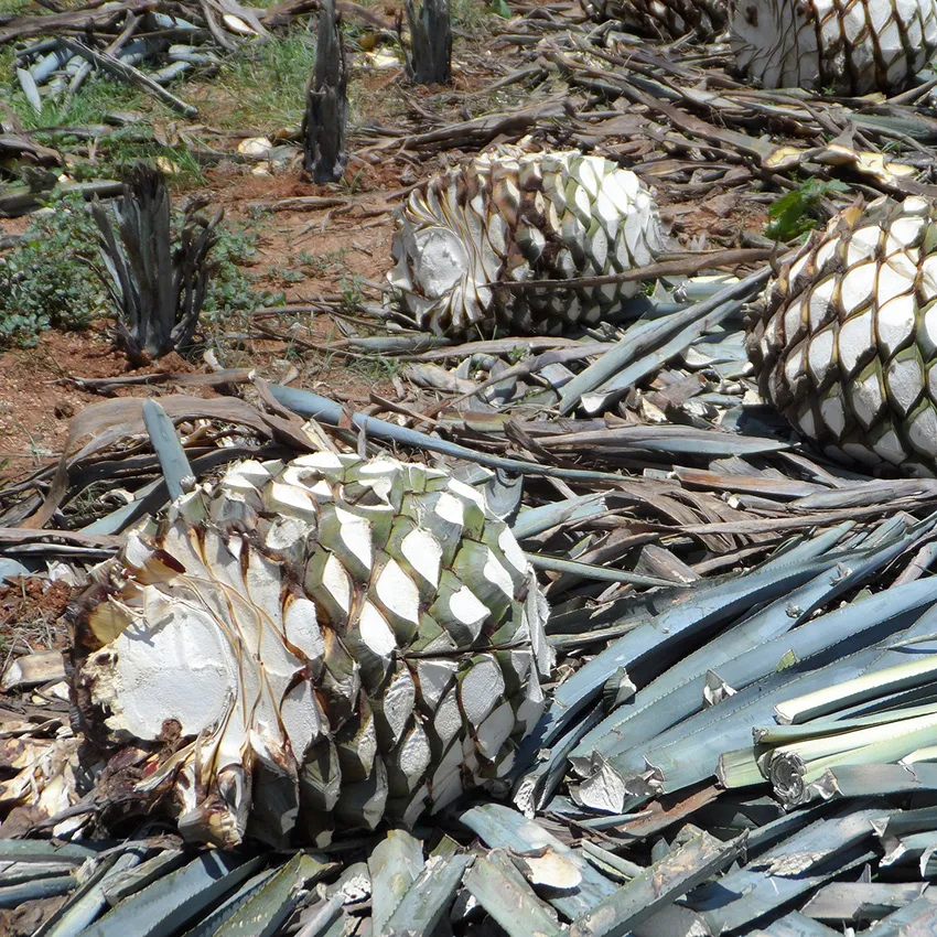 Récolte agaves