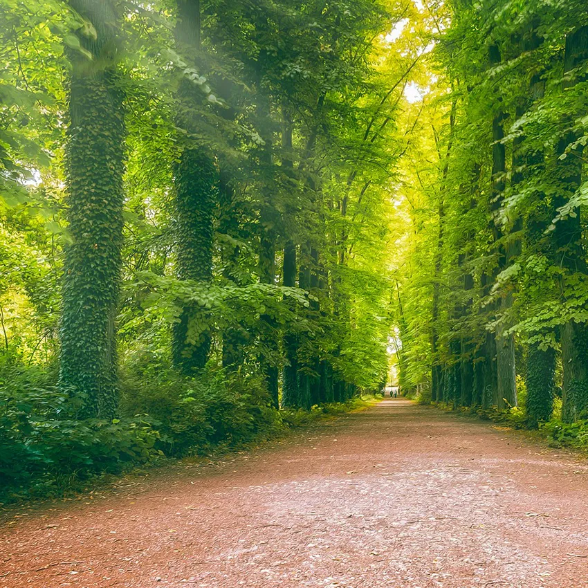 Chemin de forêt