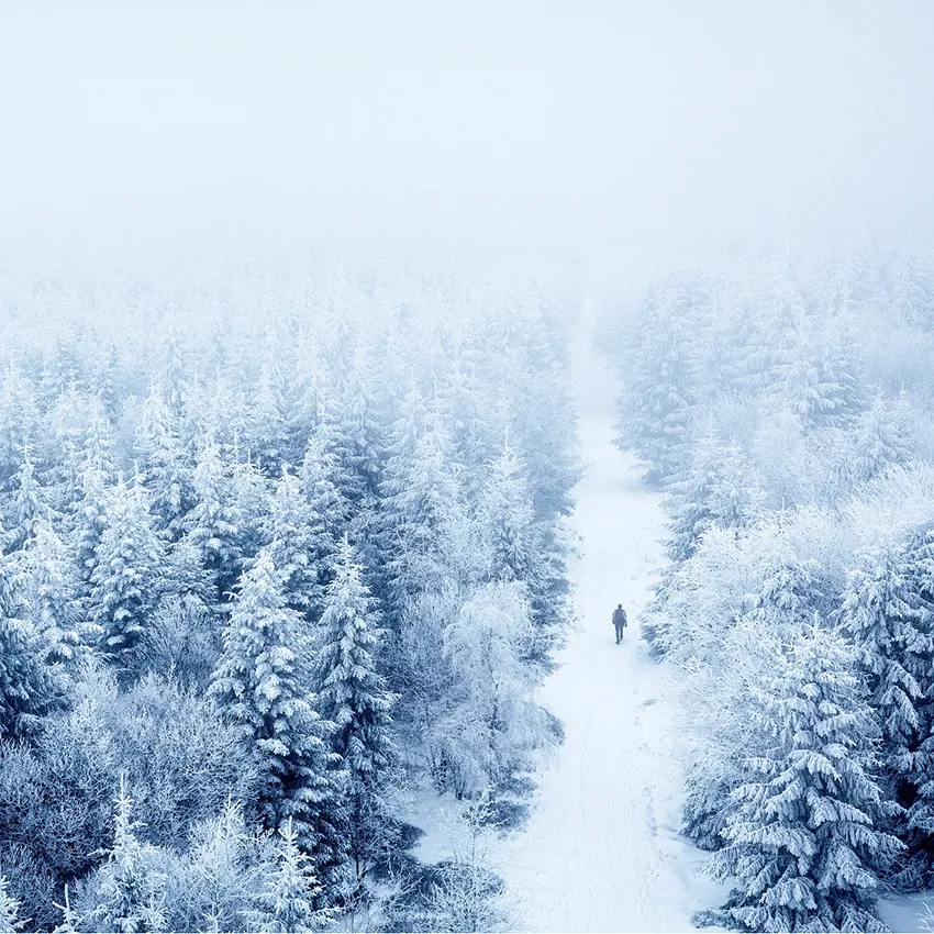 Forêt neige