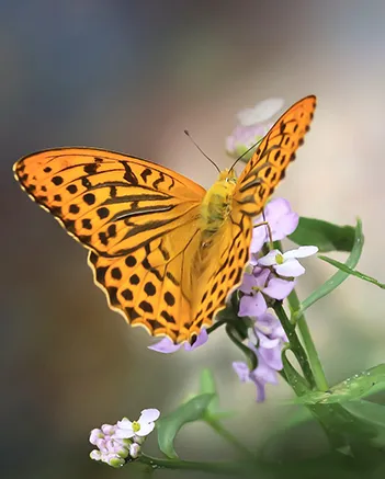 Papillon fleur