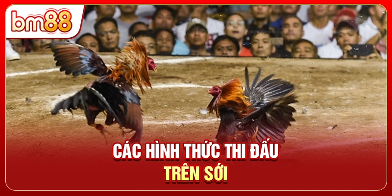 Các hình thức thi đấu trên sới